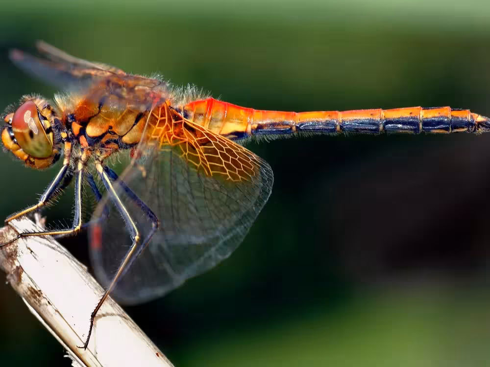 Dragonfly